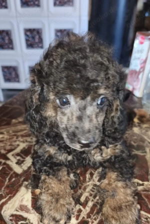 Zwergpudel Welpen Bild 2