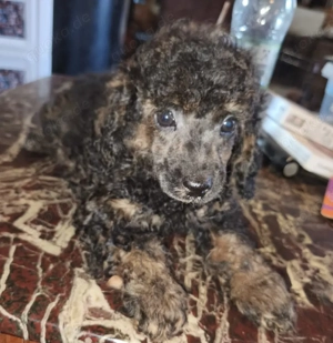 Zwergpudel Welpen Bild 3