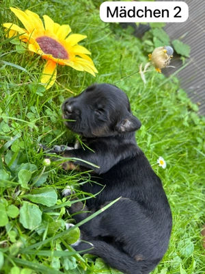 Hindewelpen ab 06 26 abzugeben