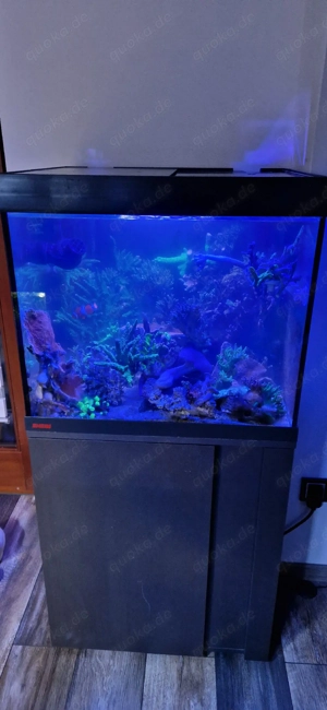 meerwasseraquarium nur der Inhalt 