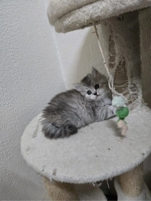 baby-katzen zu verkaufen