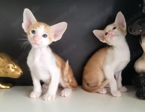 Orintalische Kurzhaar Edel Kitten