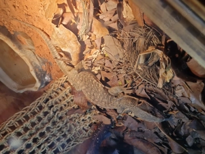 Steppenwaran verkauf oder Tausch