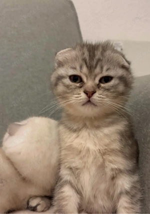 Süßes Katze sucht ein liebevolles Zuhause