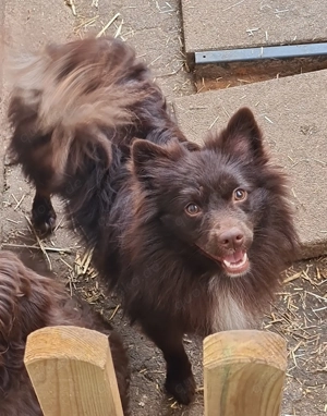 Großspitz Hündin sucht ein neues Zuhause 