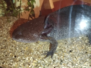 Axolotl wildfarben ausgewachsen in gute Hände abzugeben wegen Hobbyaufgabe Futter Aquarium Pumpe 