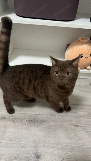 BKH Kater chocolate britisch kurzhaar 