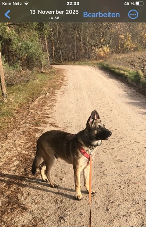 Liebevoller Schäferhund  Malinois Mix sucht neue erfahrene Hundefreund !