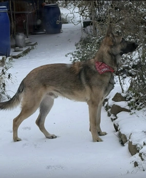 Liebevoller Schäferhund  Malinois Mix sucht neue erfahrene Herrchen!