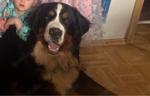 Bernersennenhund Berner Sennenhund Rüde 1 Jahr FCI