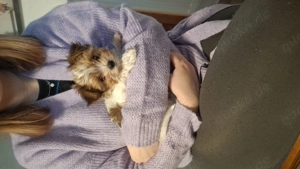 Yorkshire Terrier Welpe