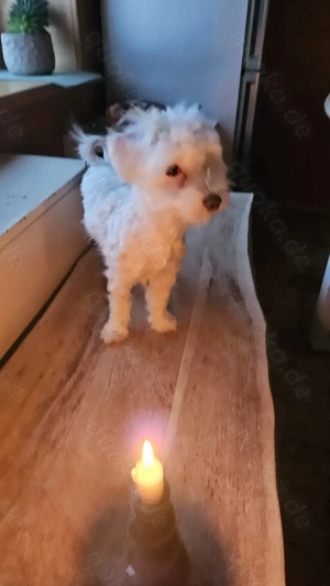 Hündin sucht neue Zuhause 