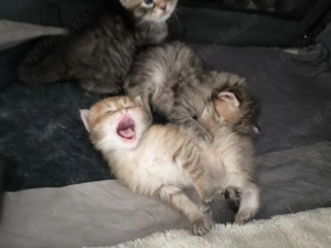 Reinrassige Sibirische Waldkatzen Kitten Allergikergeeignet