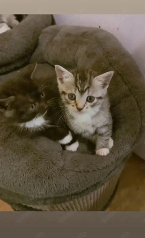 voll die süßen baby katzen 