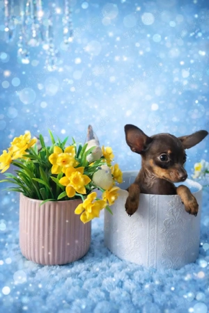 Mini Russkiy Toy Reinrassige Welpen 