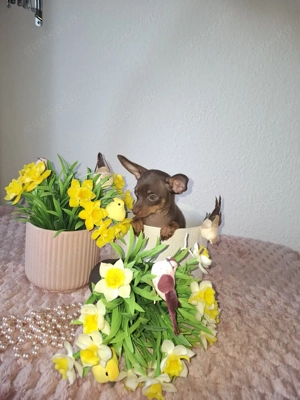 Mini Russkiy Toy Reinrassige Welpen  Bild 3