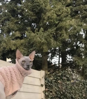 Wunderschönen Don Sphynx 