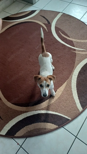 Jack Russel mix Hündin sucht dringen neues Zuhause 