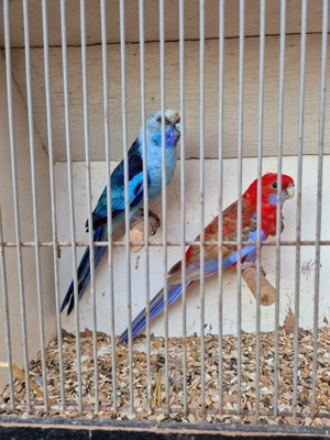 Pärchen Pennantsittiche,  Blau & Pastell