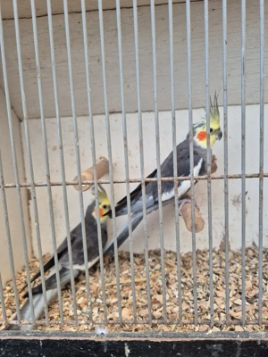 Nymphensittiche  Bild 3