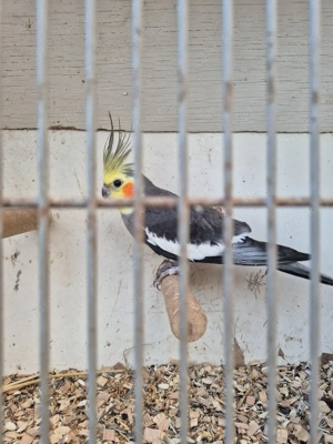 Nymphensittiche  Bild 2