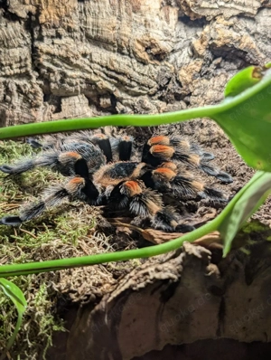 Brachypelma hamorii 1.0 Subadult 