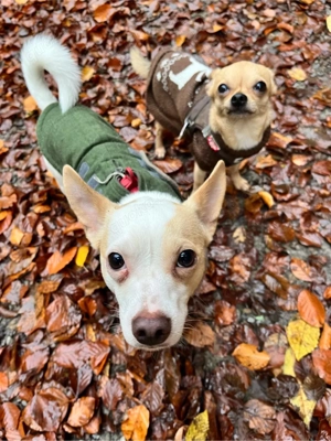 Auf der Suche nach einem Kleinen Hund bis 40 cm  Bild 4