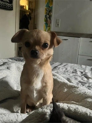 Auf der Suche nach einem Kleinen Hund bis 40 cm  Bild 3