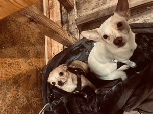 Auf der Suche nach einem Kleinen Hund bis 40 cm  Bild 2