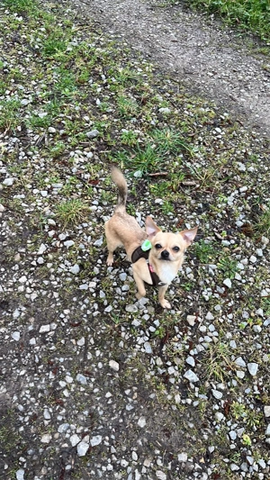 Auf der Suche nach einem Kleinen Hund bis 40 cm  Bild 5