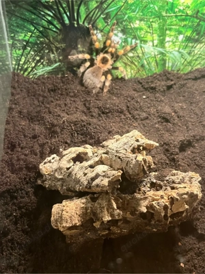 Brachypelma hamorii 0.1