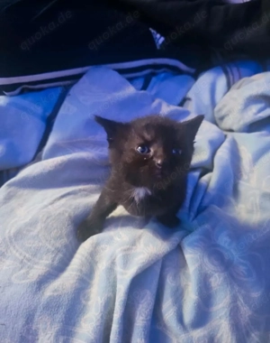 Wir dürfen bald ausziehn 