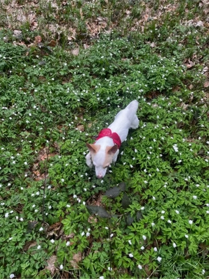 Auf der Suche nach einem Kleinen Hund bis 40 cm  Bild 8