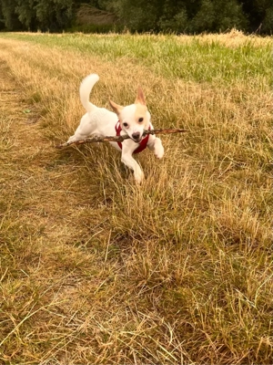 Auf der Suche nach einem Kleinen Hund bis 40 cm  Bild 9