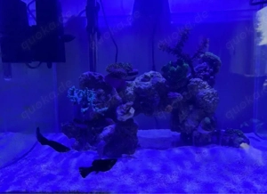 Dalmatiner   Black Mollys (Salzwasser)