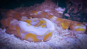 Netzpython (1,0 3m+)