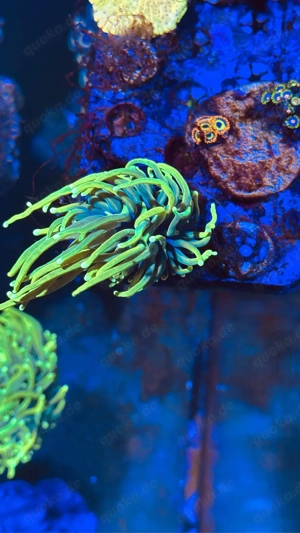 Euphyllia Sun of God