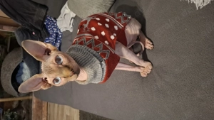 Sphynx Kater 1 Jahr alt