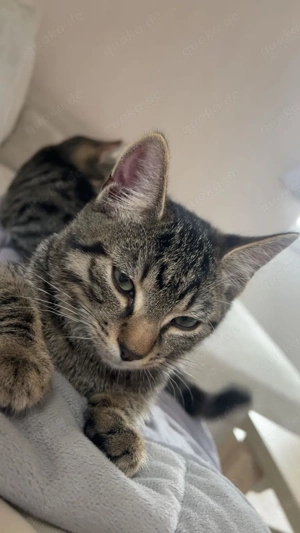 Haus Katzen Geschwister 