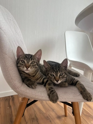 Katzen Geschwister 