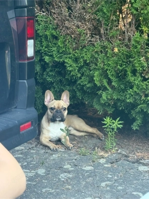 französische bulldogge 