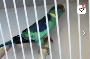 Suche Prince of Wales 