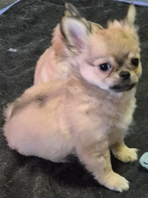 Drei kleine wonneproppen such ein Zuhause 