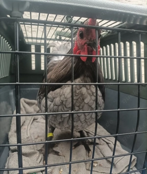 Zwerg Australorps Hahn Zwerghühner blau