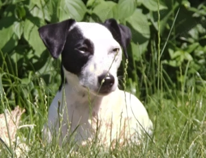 Parson Russell Terrier Deckrüde gesucht! Kein Verkauf!