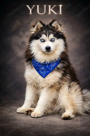 Pomsky Wolly Toy F3 DECKRÜDE 