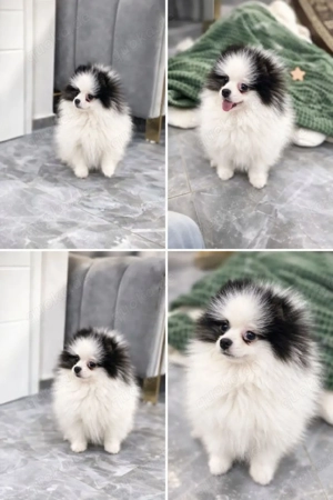 Zwergspitz welpe süß und verspielt  3 Monate sucht ein Zuhause 