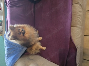 Pomeranian zwergspitz 
