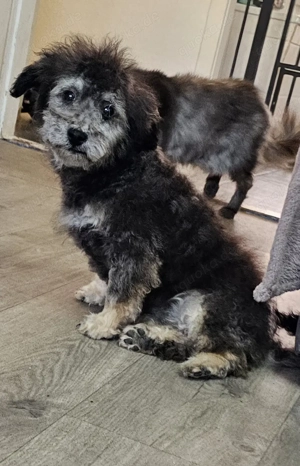 Zwergpudel Welpe, Rüde, Silber 