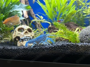 Blauer Floridakrebs, Procambarus alleni